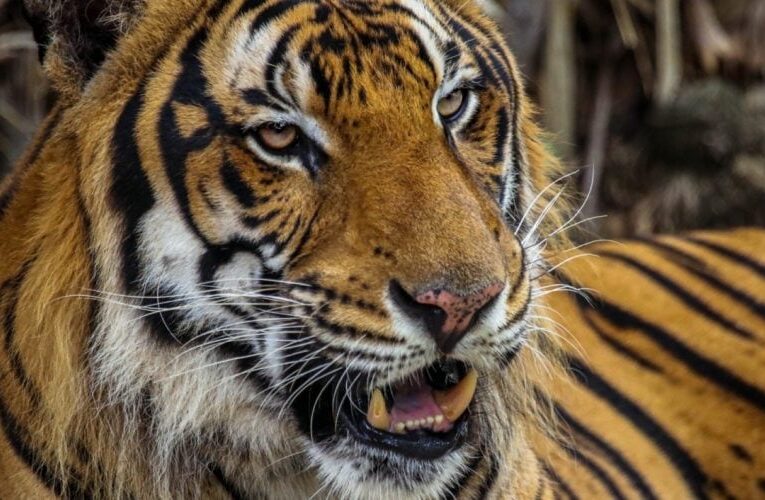 Trasladarán al Zoológico Tamatán al tigre localizado en Reynosa