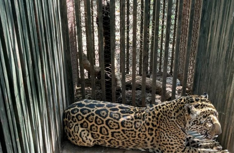 Instala Comisión de Parques collar de monitoreo en jaguar