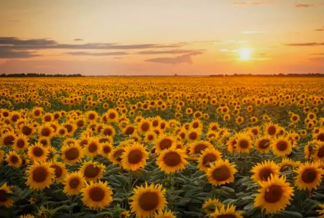 Chaco refuerza el apoyo al agro con seguro para girasol y créditos